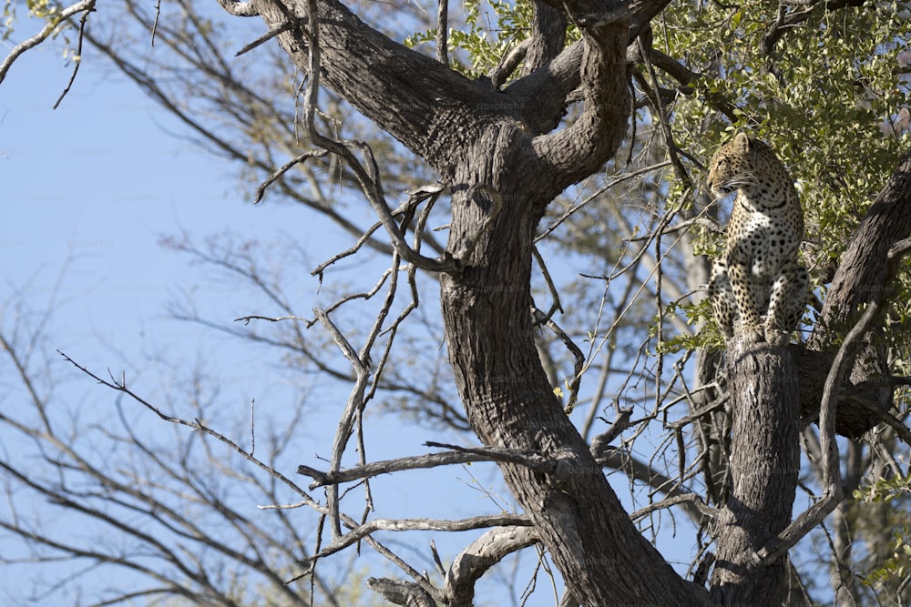 Un leopardo nel parco nazionale di Chobe, Botswana.