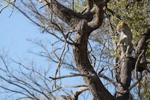 A Leopard in Chobe National Park, Botswana.