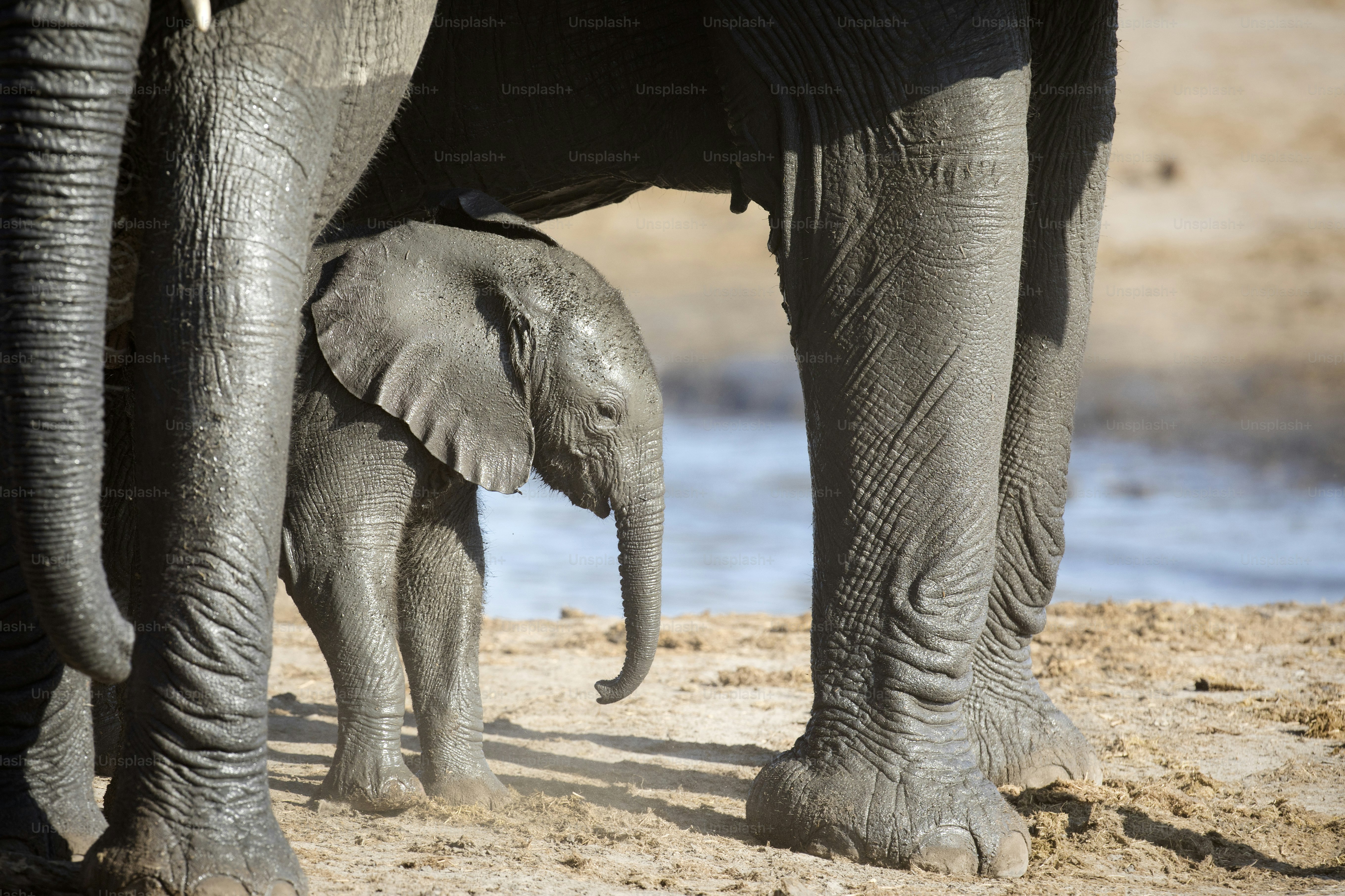 Ein junges Elefantenkalb spielt in der Nähe seiner Herde im Etosha Nationalpark, Namibia