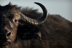 Ein Büffel im Chobe Nationalpark, Botswana.