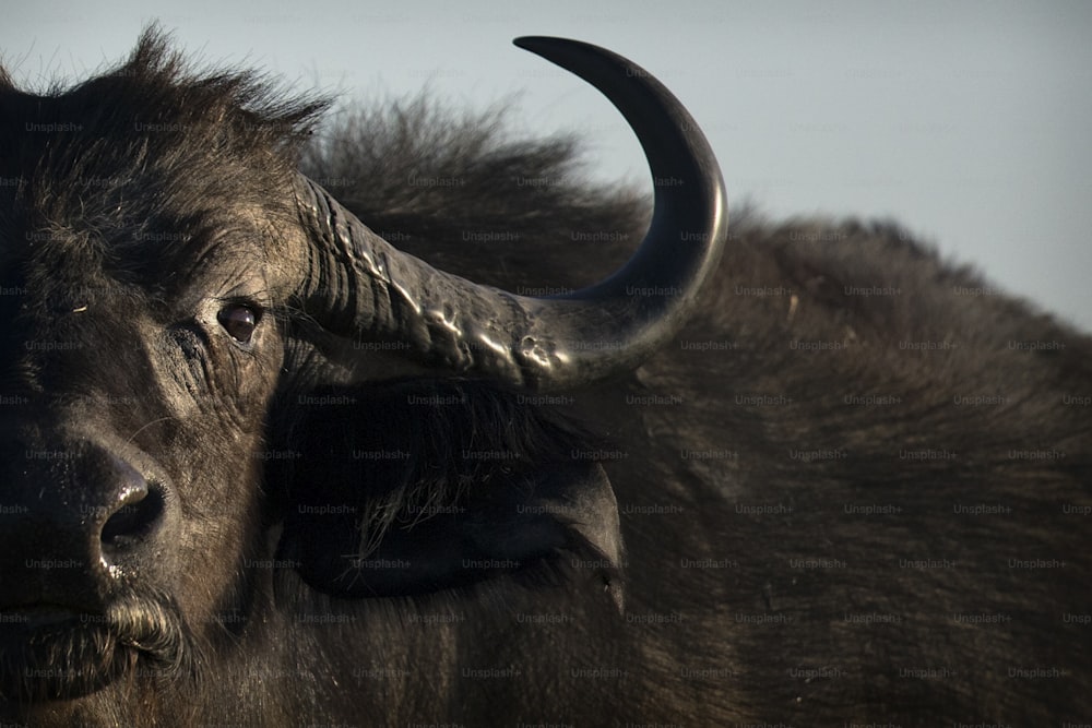 Un bufalo nel parco nazionale di Chobe, Botswana.