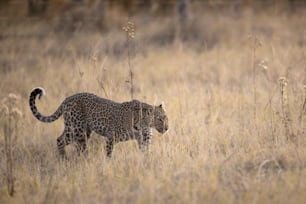 Ein Leopard im Chobe Nationalpark, Botswana.