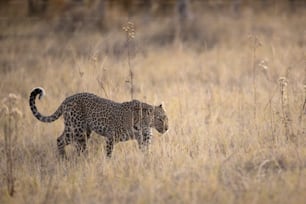 A Leopard in Chobe National Park, Botswana.