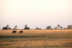 Dois elefantes caminhando no Parque Nacional Chobe, Botsuana.