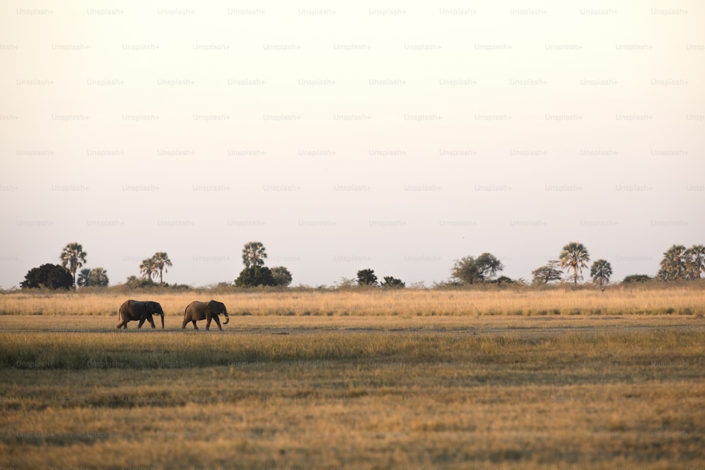 보츠와나 초베 국립공원을 걷고 있는 코끼리 두 마리.