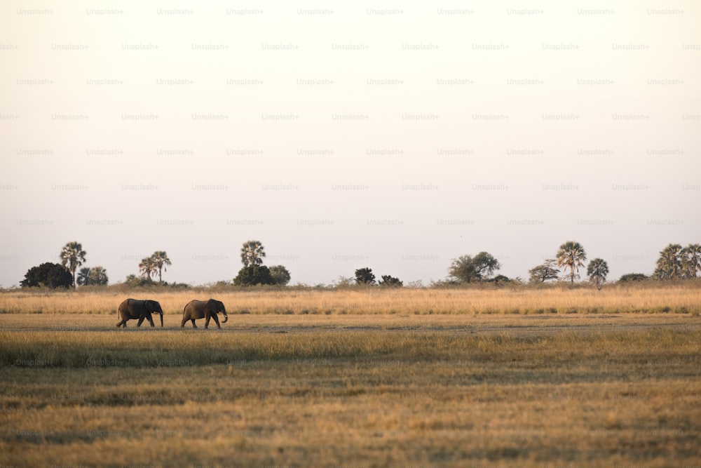 Zwei Elefanten wandern im Chobe Nationalpark, Botswana.