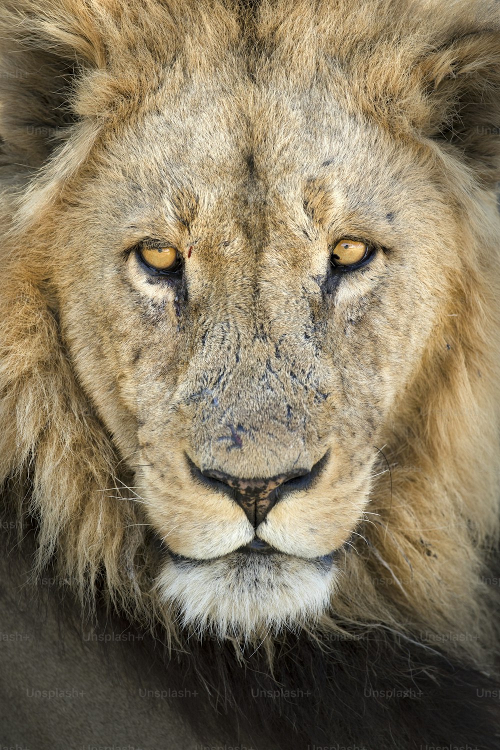 Um leão macho no Parque Nacional de Chobe, Botsuana.