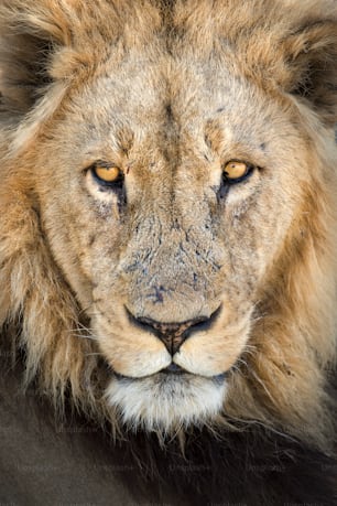 A male lion in Chobe National Park, Botswana.
