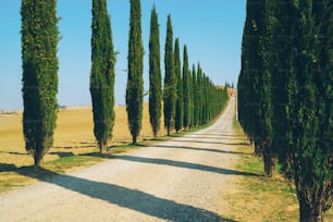 퇴색 필름 필터 - 이탈리아 시골의 옆길을 따라 노송 나무가 줄지어 있는 토스카나 풍경. 사이프러스 나무는 이탈리아를 방문하는 많은 관광객들이 알고있는 토스카나의 상징을 정의합니다.