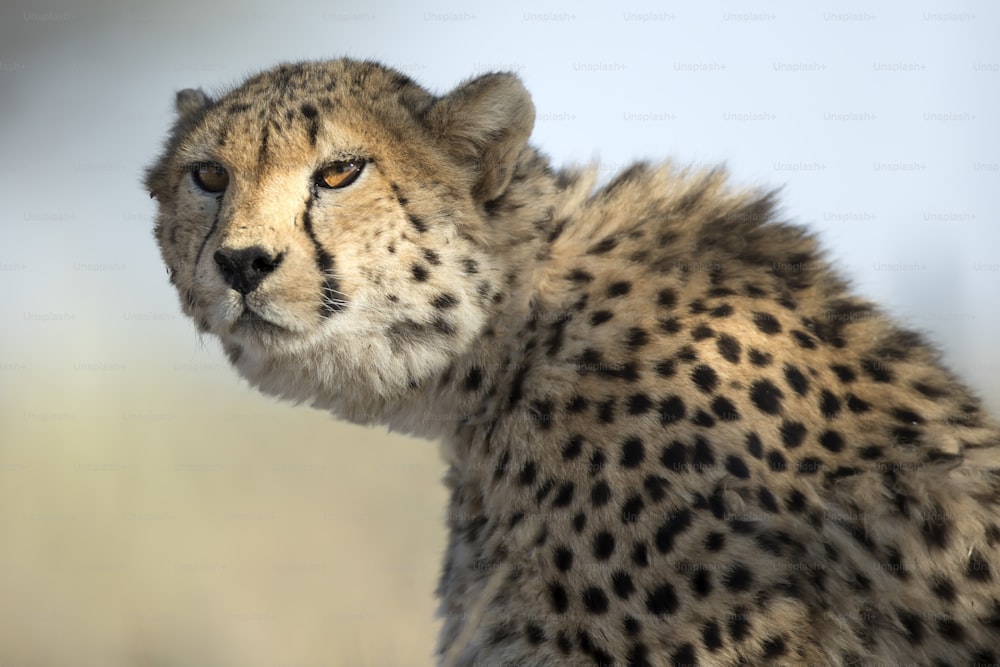 Retrato de un guepardo con luz moteada