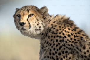 Portrait of a cheetah in dappled light