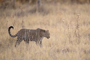 Un leopardo en el Parque Nacional de Chobe, Botsuana.