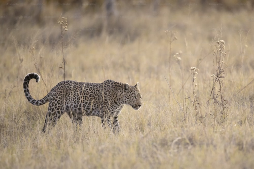 Un leopardo nel parco nazionale di Chobe, Botswana.