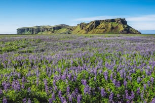 Campo de flores de lupino en Vik, Islandia. Gran paisaje de altramuz de Alaska.