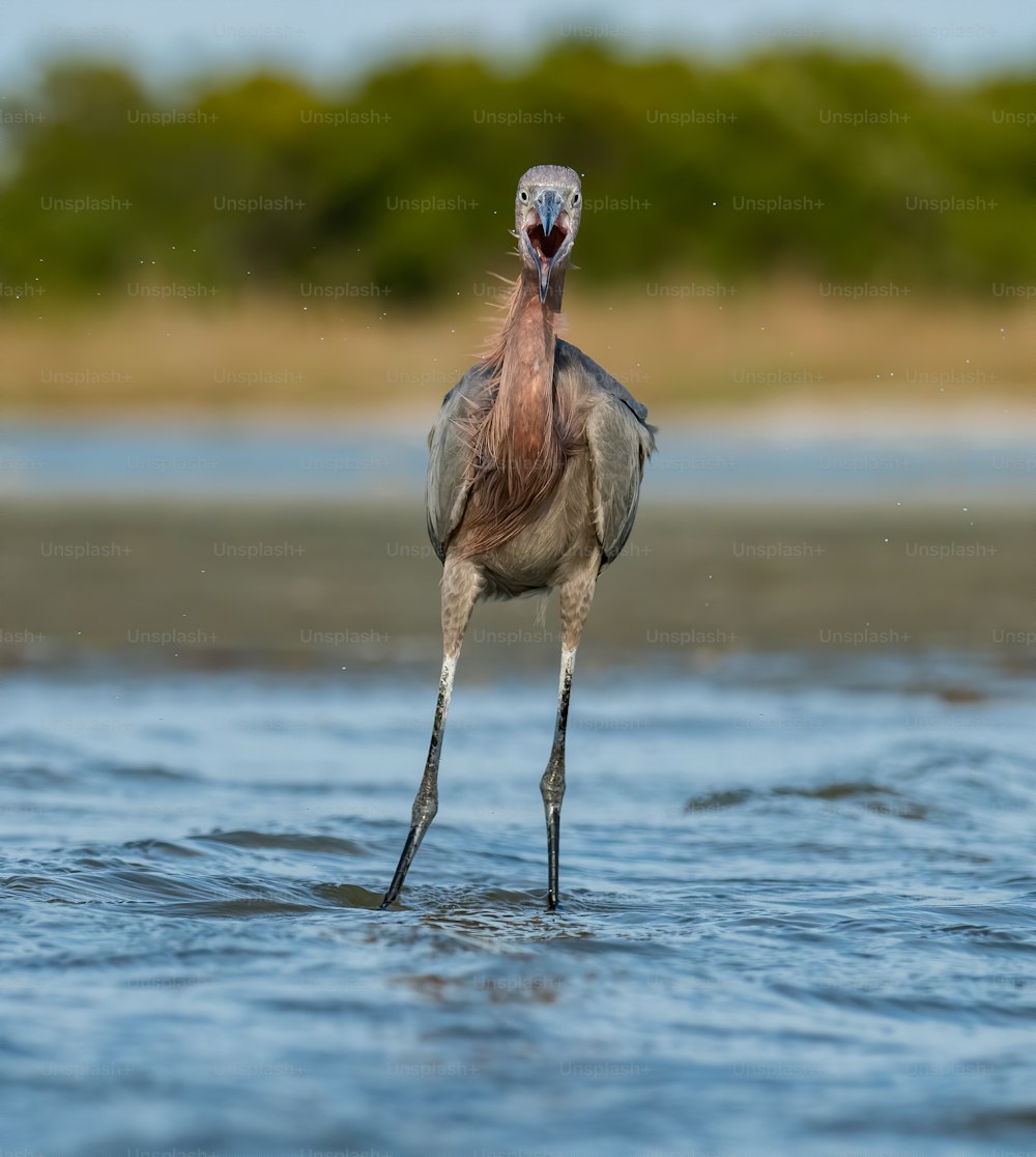 Reddish egret in Northern Florida