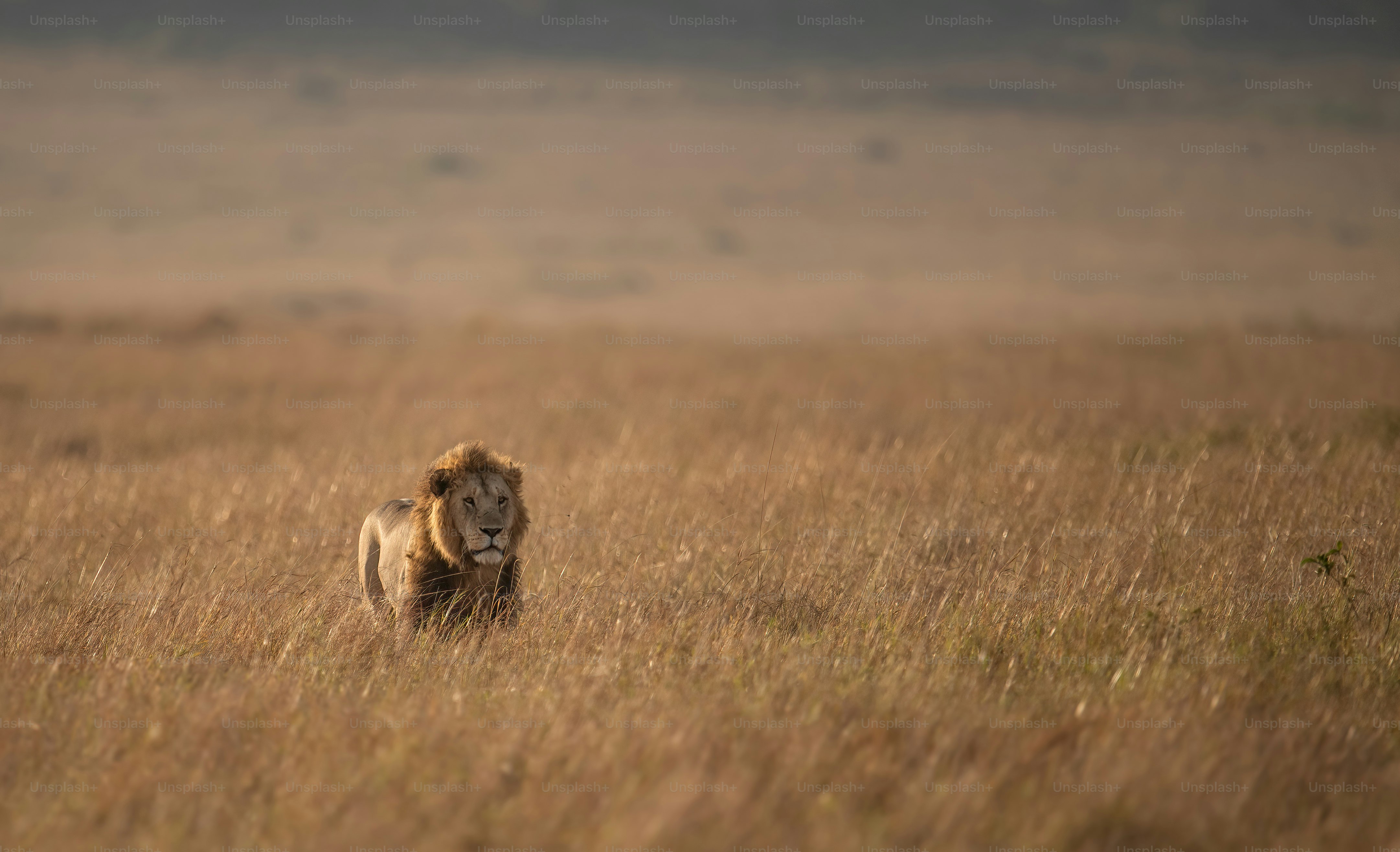 A lion portrait in the Maasai Mara, Africa