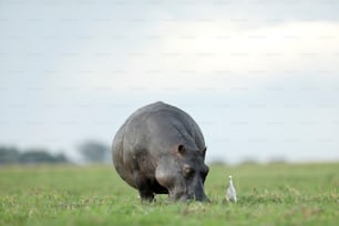 Hippo and cattle egret feeding