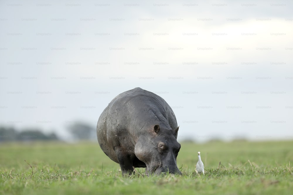 Alimentation des hippopotames et des hérone-bœufs