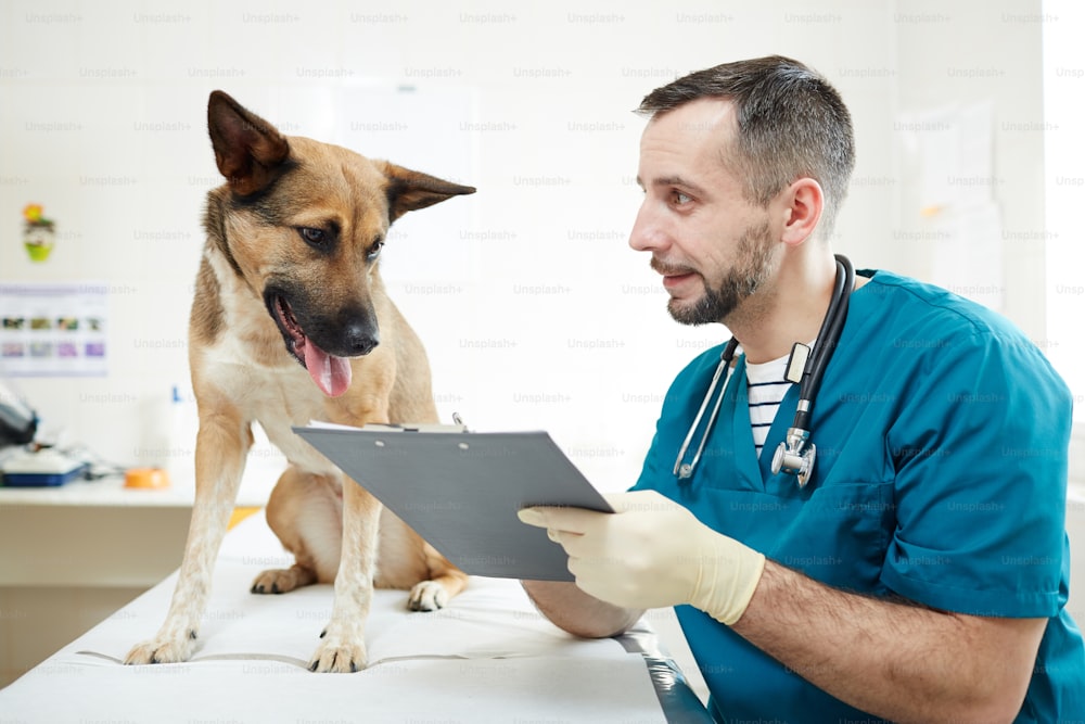 Vétérinaire contemporain prenant des notes dans la carte médicale du chien et le montrant à l’animal