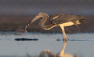 Tricolored Heron in Northern Florida