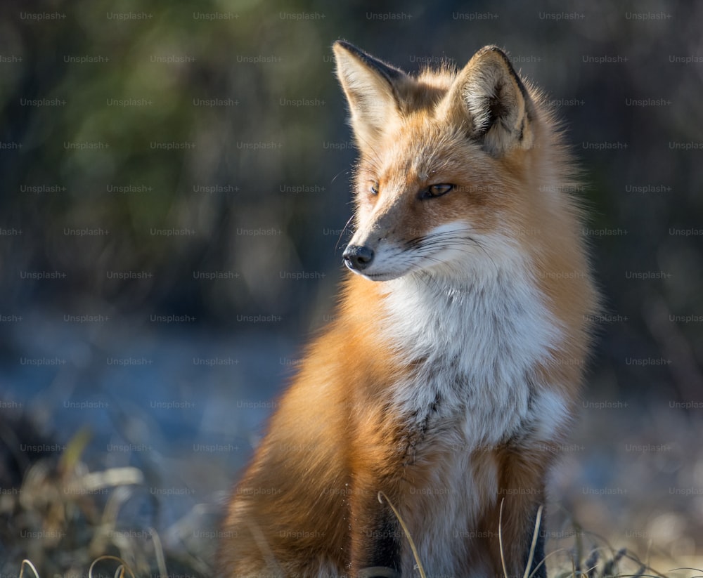 A red fox in New Jersey