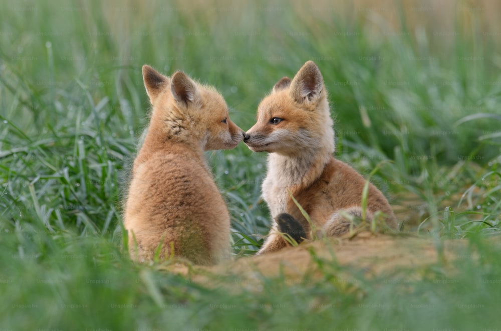 A red fox in New Jersey