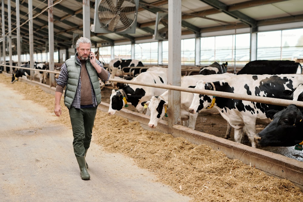 Contemporaneo serio maturo proprietario maschio di fattoria di animali che consulta qualcuno su smartphone mentre cammina lungo il paddock con il bestiame
