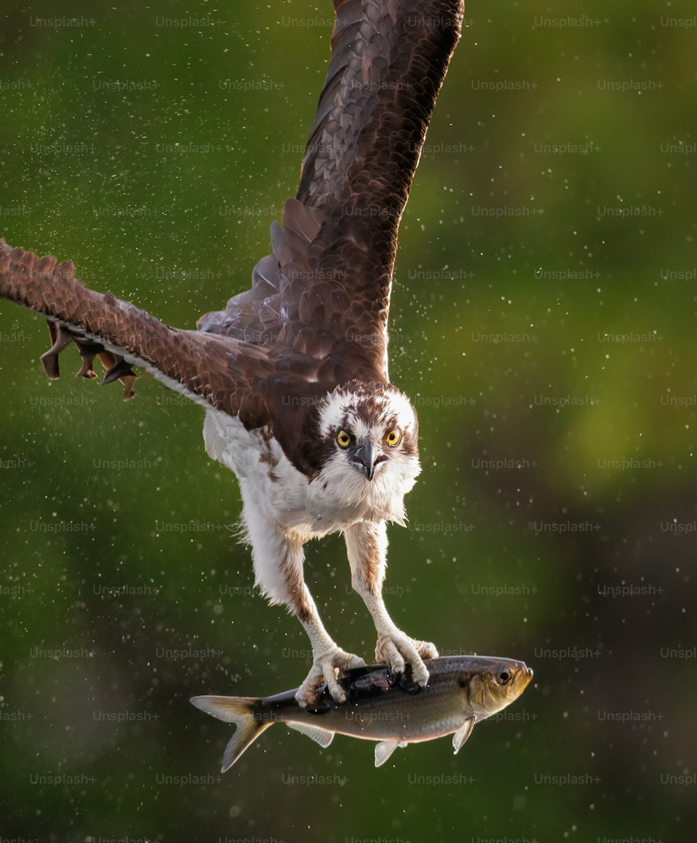 Un águila pescadora en el sur de Florida