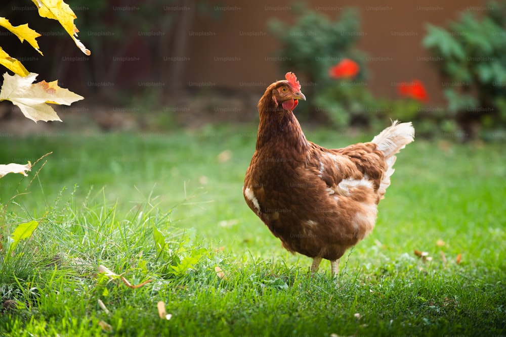 A free range hen looking for food in a grassy field.