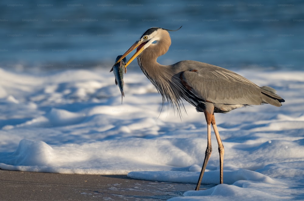 A great blue heron portrait.