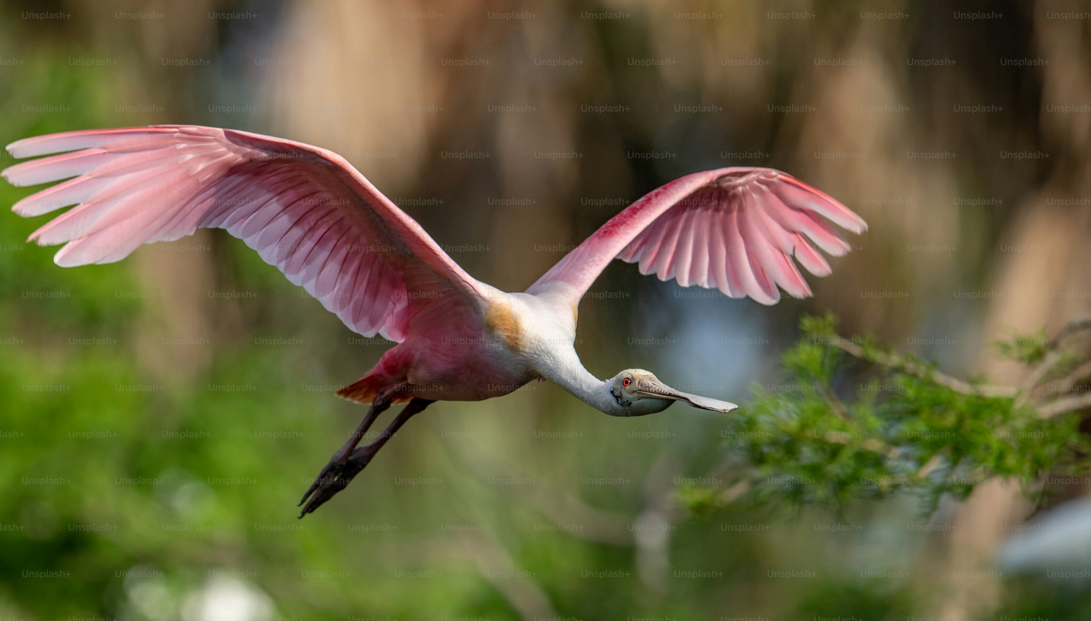 Roseate Spoonbill in Florida