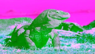 El dragón de Komodo levantó la cabeza con la boca abierta. Vista panorámica del fondo, Nombre científico: Varanus Komodoensis. Hábitat natural. Indonesia. Isla Rinca.