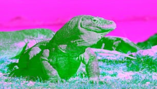 The Komodo dragon raised the head with open mouth. Scenic view onb the background,  Scientific name: Varanus Komodoensis. Natural habitat. Indonesia. Rinca Island.