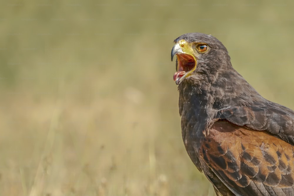 Retrato de un halcón Harris (Parabuteo unicinctus) gritando. Brabante Septentrional en los Países Bajos. Fondo con espacio de escritura