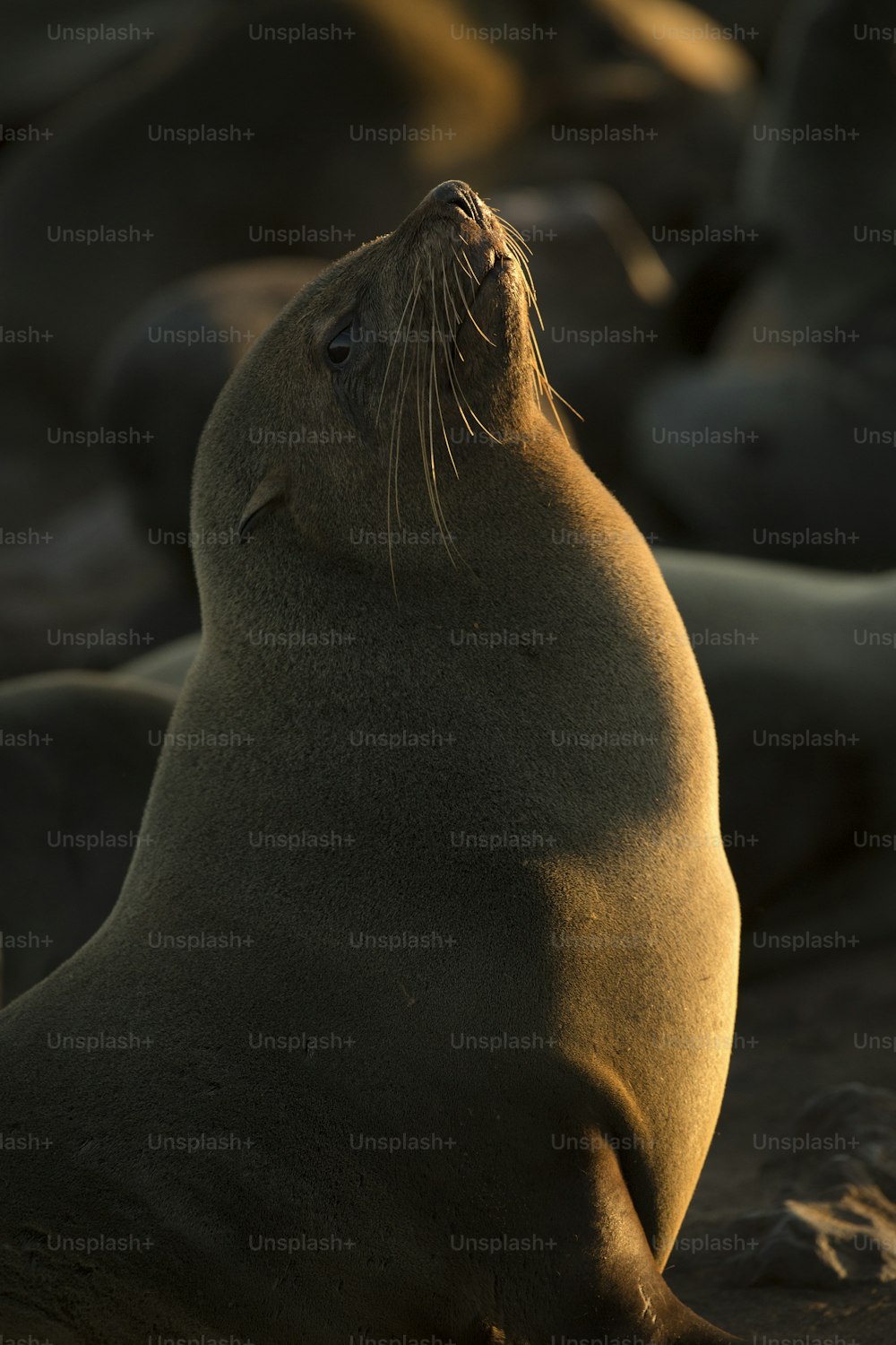 Una foca nella colonia di foche di Cape Cross, Namibia.