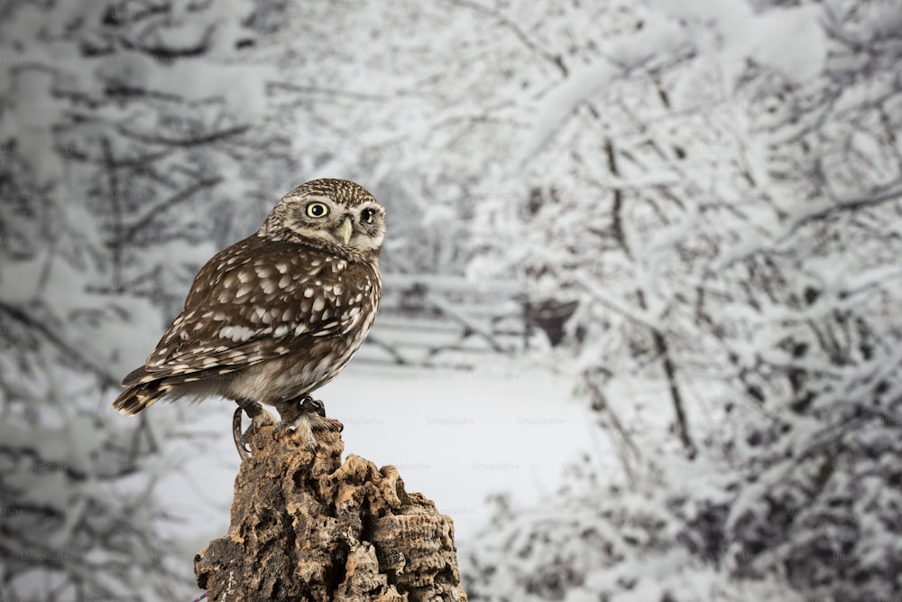 Hermoso retrato de la lechuza Athena Noctua en el entorno de estudio con el fondo de la naturaleza del invierno