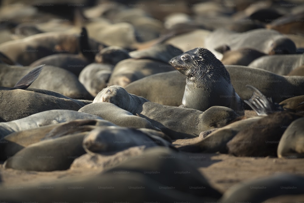 A Seal in the Cape Cross Seal Colony, Namibia.