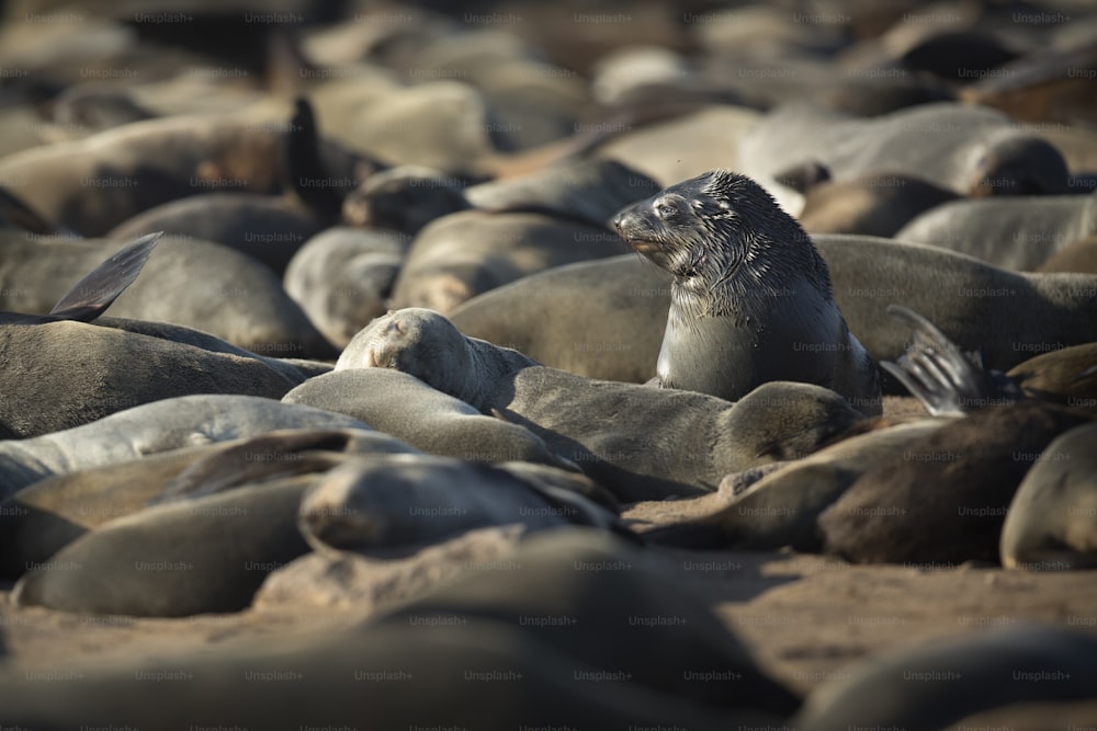 Una foca en la colonia de focas de Cape Cross, Namibia.