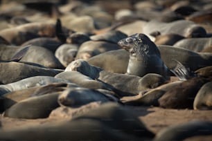 Un phoque dans la colonie de phoques de Cape Cross, en Namibie.
