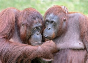 Two orangutans (pongo pygmaeus) love each other