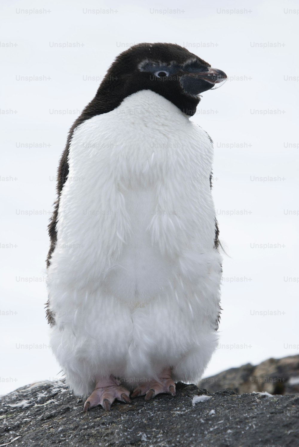 Un pinguino di Adelie nella penisola antartica