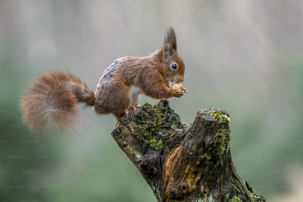 Écureuil roux mignon et affamé (Sciurus vulgaris) sur un tronc d’arbre. Manger une noix dans une forêt aux Pays-Bas. Fond brun flou.