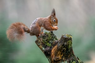Cute hungry Red Squirrel (Sciurus vulgaris) on a tree trunk. Eating a nut in an forest in the Netherlands. Blurry brown background.