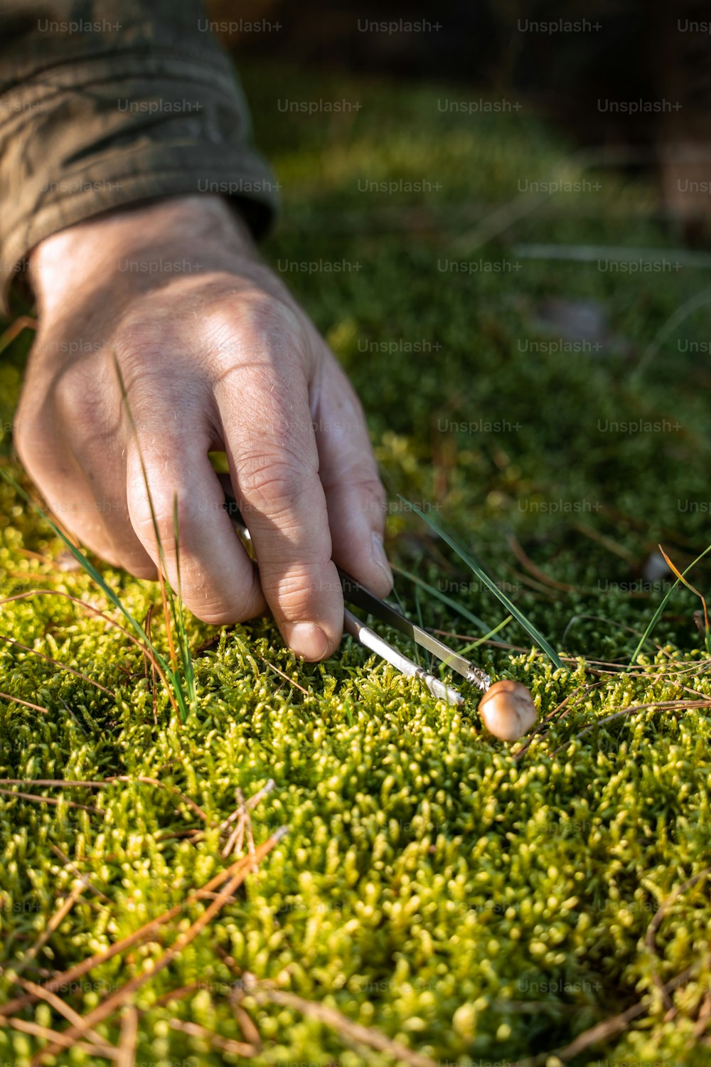 Primo piano di un uomo maturo che tiene in mano una pinzetta e raccoglie funghi nella foresta. Biologo maschio irriconoscibile che cammina alla natura