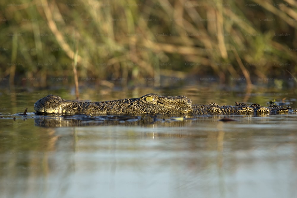 Um crocodilo jaz na água no Parque Nacional Chobe, Botsuana.