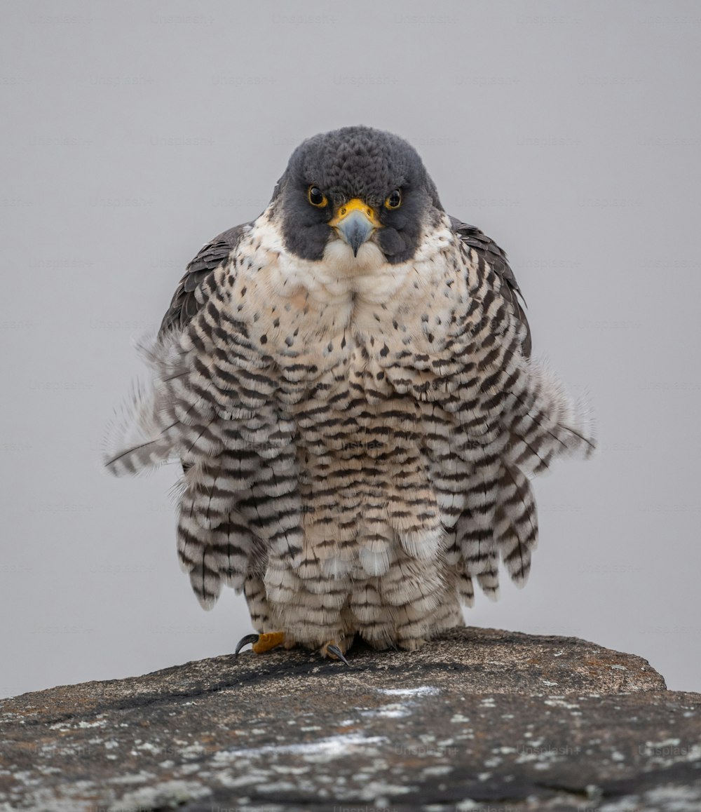 Um falcão peregrino em Nova Jersey