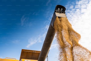 Barrena de grano de cosechadora que vierte soja en el remolque del tractor