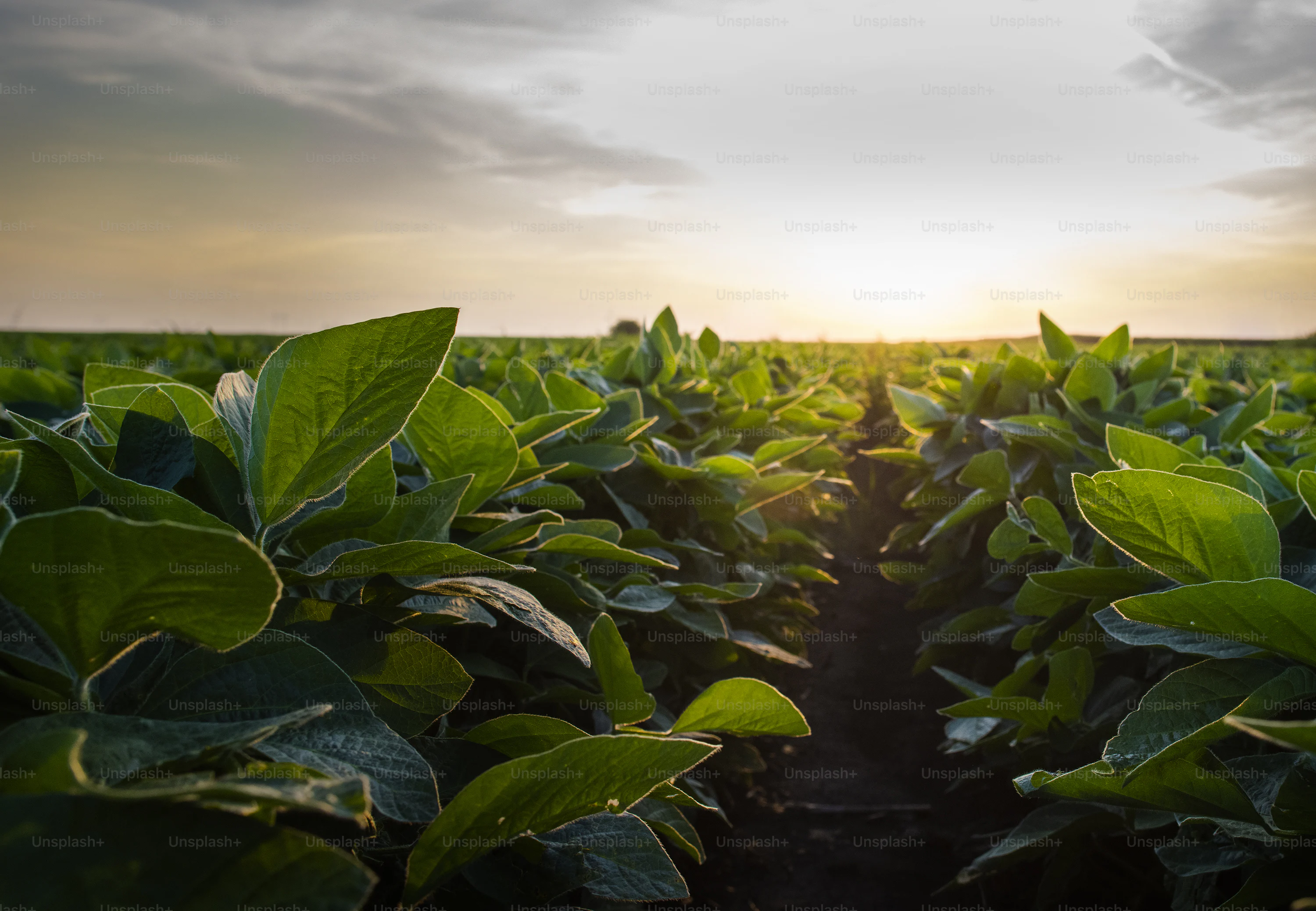 tobacco in field Research could help N.C. farmers grow cigar wrapper for premium prices the How to Grow Tobacco -