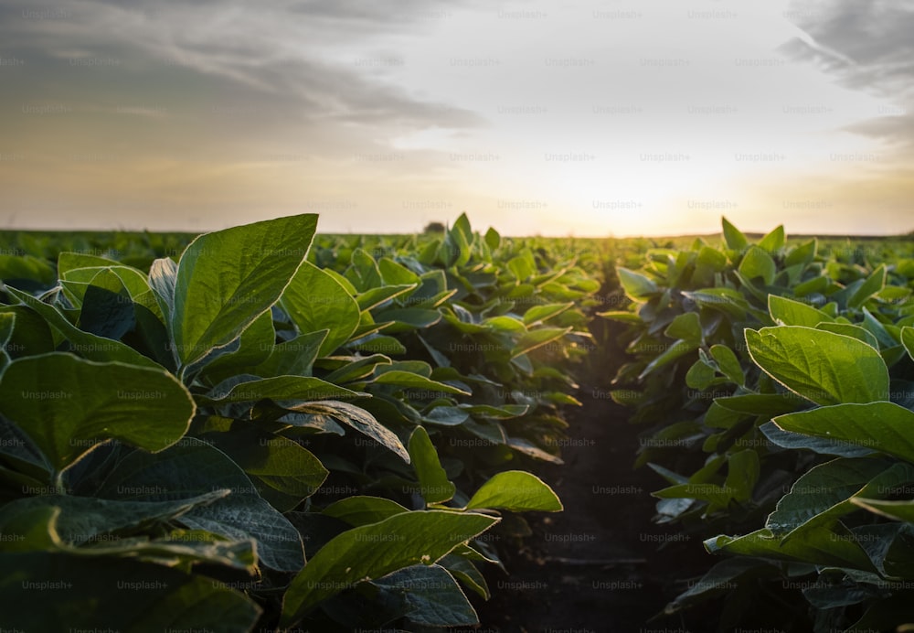 Open soybean field at sunset.Soybean field .
