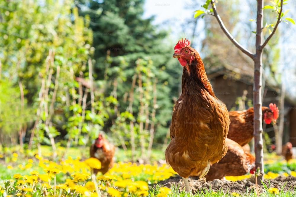 Hen in the garden on a farm - free breeding